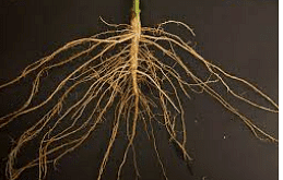 Root     