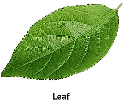 Parts of Plants | Science Olympiad for Class 1