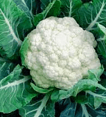 Cauliflower