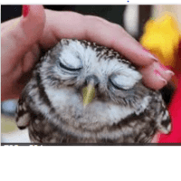 Living Things & their Characteristics | Science Olympiad for Class 1