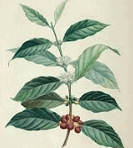 Coffee Plant
