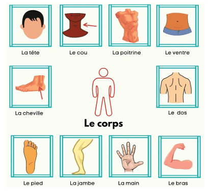 Voilà le frère et la sœur de Manuel Chapter Notes | French for Class 6