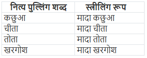 लिंग, वचन और कारक | Hindi Class 5