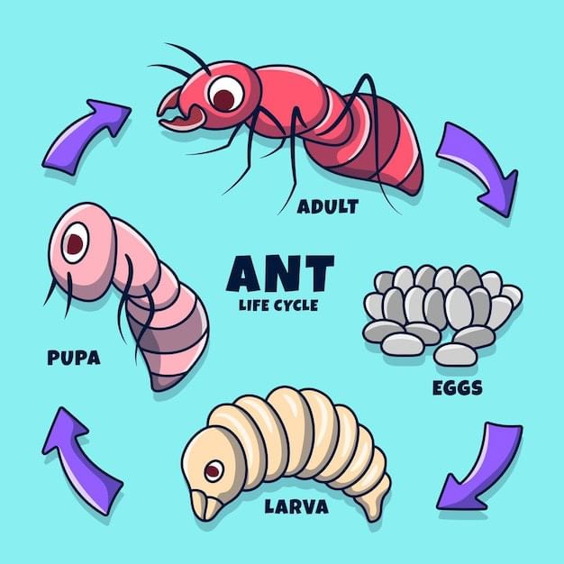 All About Insects | Science Olympiad for Class 3