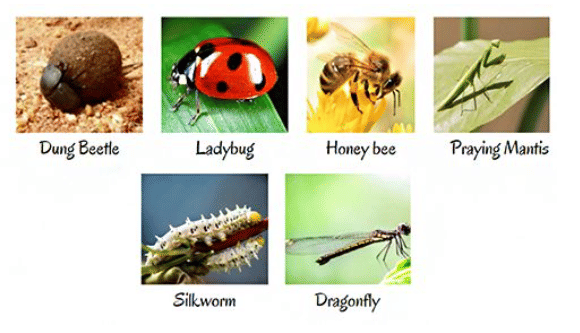 All About Insects | Science Olympiad for Class 3