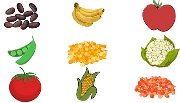 Food Chapter Notes | Science Olympiad for Class 3