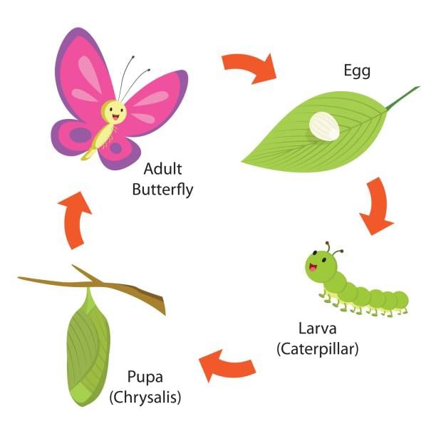 All About Insects | Science Olympiad for Class 3