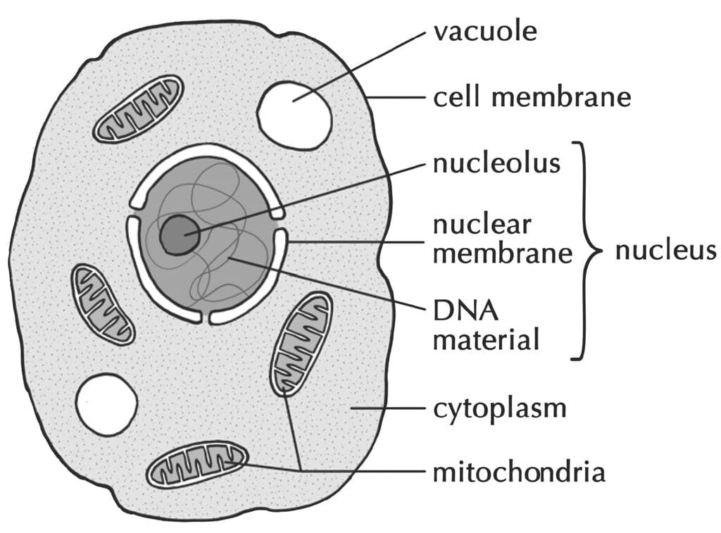 Cell Structure