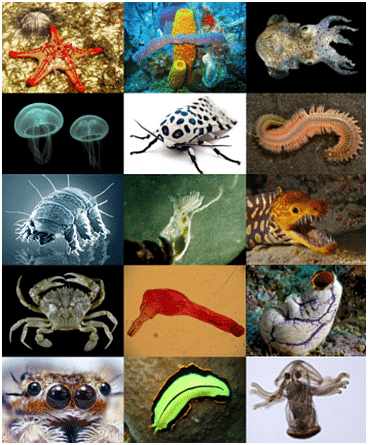 Animals | GK Olympiad for Class 8