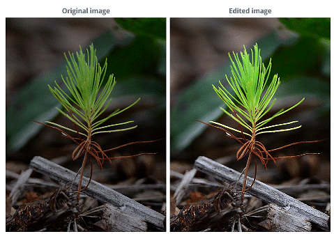 Fixing Common Problems | Image Editing for Beginners - Class 8