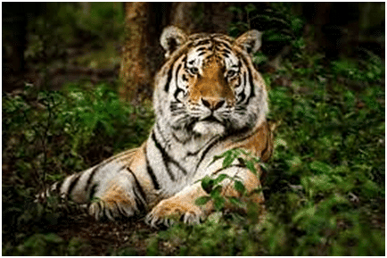 Animals | GK Olympiad for Class 8