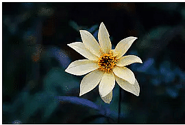 Online photo sharing tips