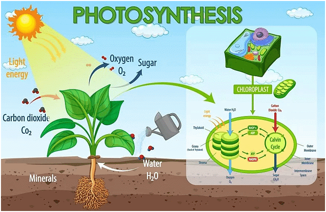 Plants | GK Olympiad for Class 8