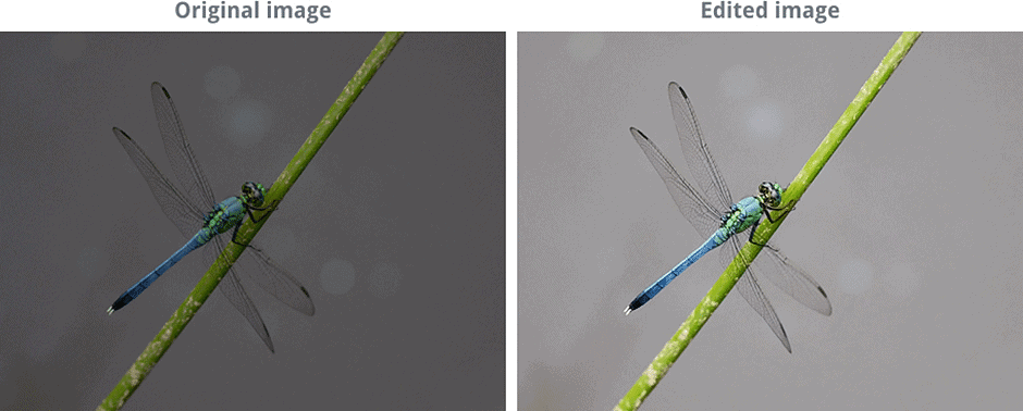 Getting Started with Image Editing | Image Editing for Beginners - Class 8