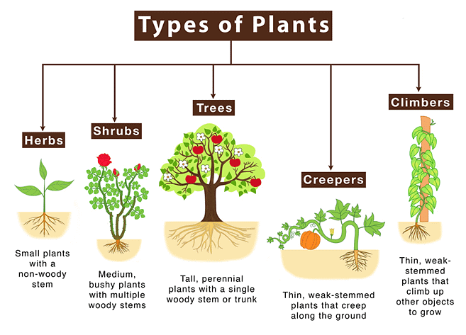 Plants | GK Olympiad for Class 8