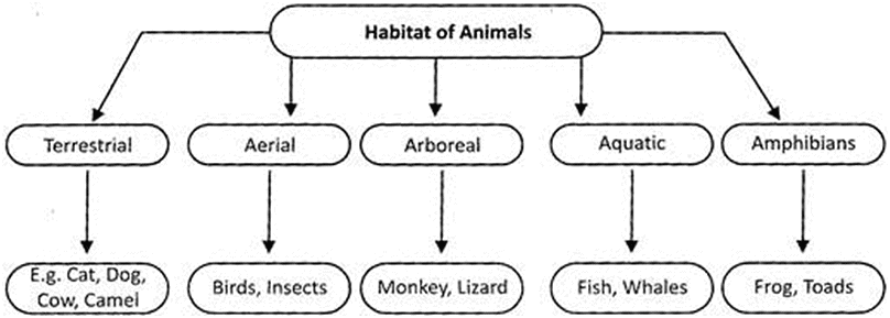 Animals | GK Olympiad for Class 8