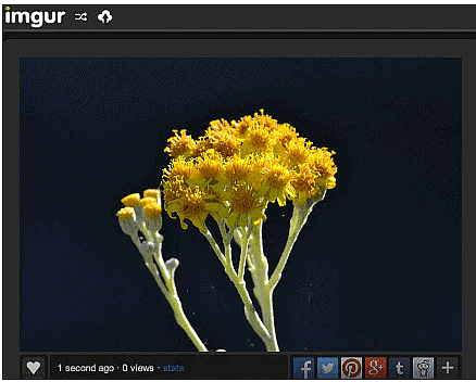 Simple image sharing sites