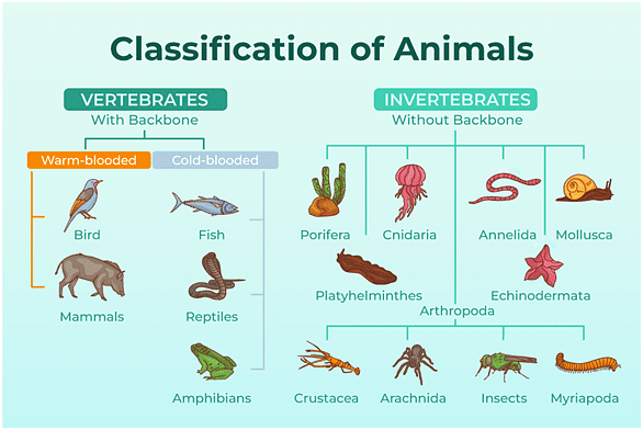 Animals | GK Olympiad for Class 8