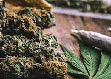 Essay on Marijuana | Essays for Class 7