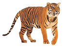 GK Olympiad Previous Year Paper - 2 | GK Olympiad for Class 2