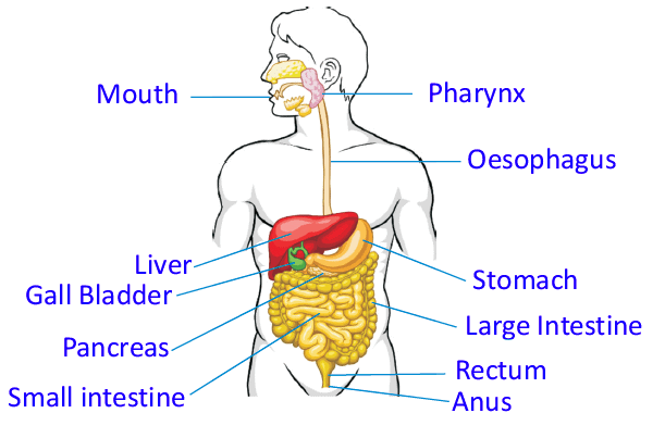 Notes: Our Body & Health | GK Olympiad for Class 5