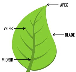 Worksheet Solutions: The Plant Fairy - 1 | EVS for Class 3
