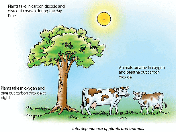 Notes: Earth and Its Environment | GK Olympiad for Class 3