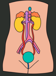 Our Body and Health | GK Olympiad for Class 4
