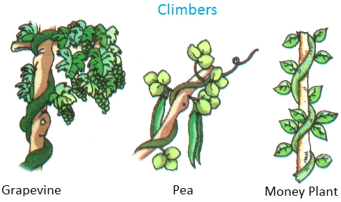 Short Answer Questions: Plants | EVS for Class 2