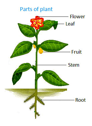 Notes: Plants and Animals | GK Olympiad for Class 3