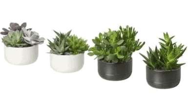 Short Answer Questions: Plants | EVS for Class 2