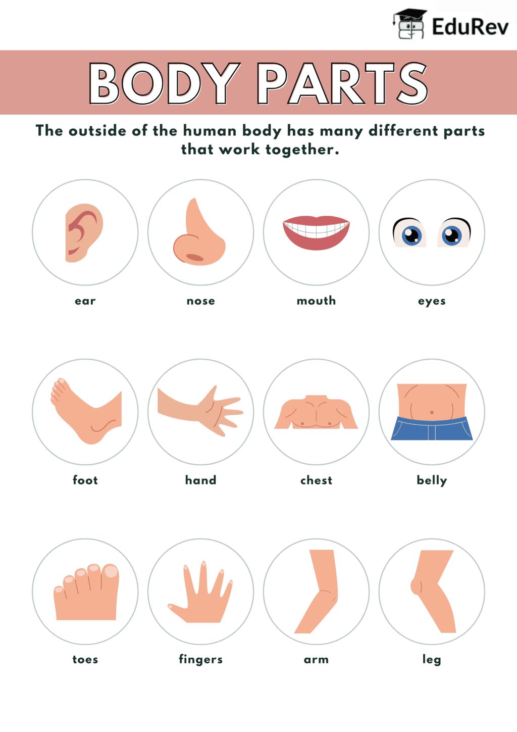 Poster: Body Parts | EVS for Class 2