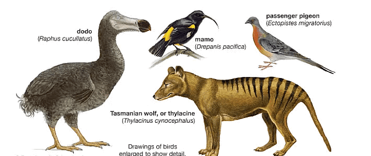 Notes: Plants and Animals | GK Olympiad for Class 3