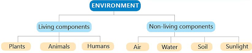 Notes: Earth and Its Environment | GK Olympiad for Class 3