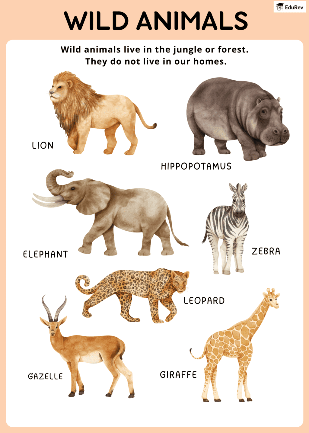 Poster: Wild Animals | EVS for Class 2