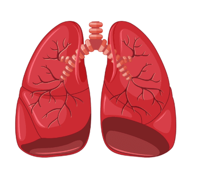 Short Answer Questions: Our Body | EVS for Class 2