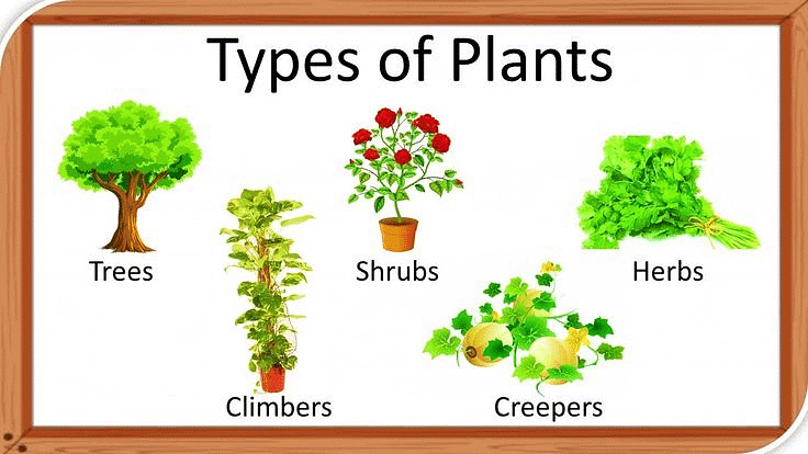Notes: Plants and Animals | GK Olympiad for Class 3