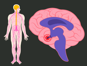 Our Body and Health | GK Olympiad for Class 4