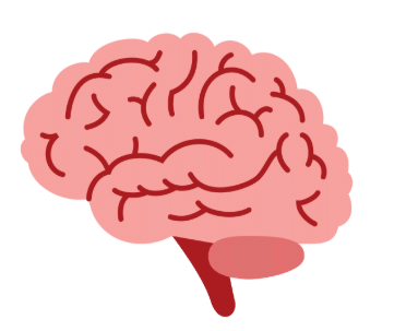 Short Answer Questions: Our Body | EVS for Class 2