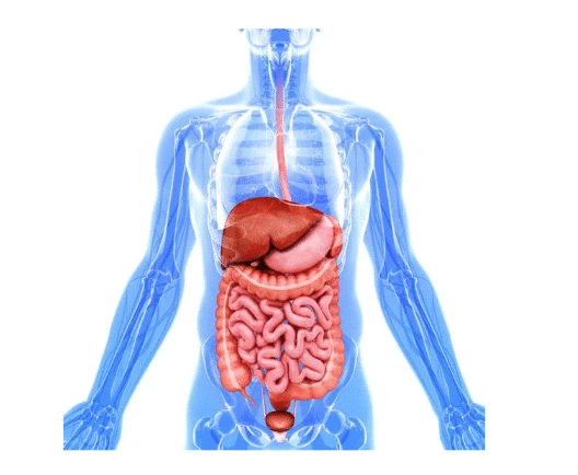 Short Answer Questions: Our Body | EVS for Class 2