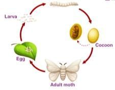 Clothes-How Things are Made NCERT Solutions | Our Wondrous World  Class 5 - New NCERT