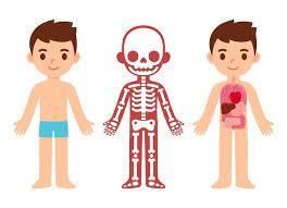 Skeletal and Muscular System - 1 Class 5 Worksheet Science