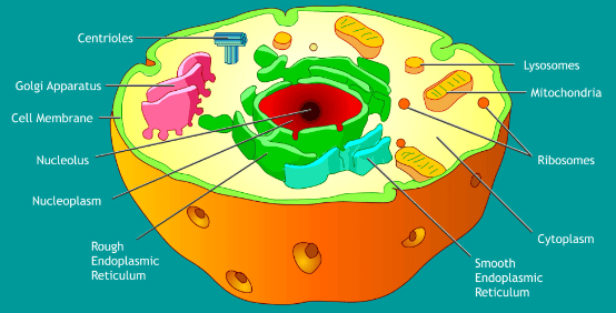 What is a Cell? | Agriculture Optional for UPSC