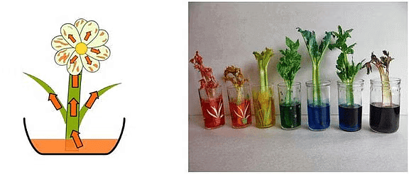 Getting to Know Plants Class 6 Notes Science Chapter 4