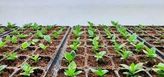 Plant Breeding | Agriculture Optional for UPSC