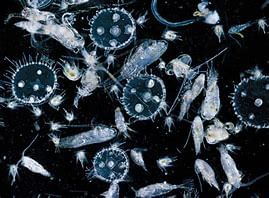 Shankar IAS Summary: Marine Organisms | Famous Books for UPSC Exam (Summary & Tests)