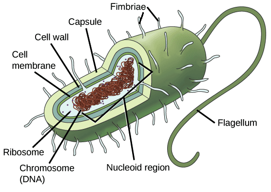 What is a Cell? | Agriculture Optional for UPSC