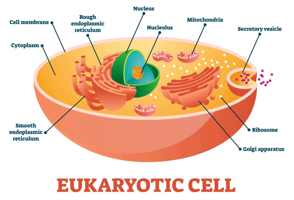 What is a Cell? | Agriculture Optional for UPSC