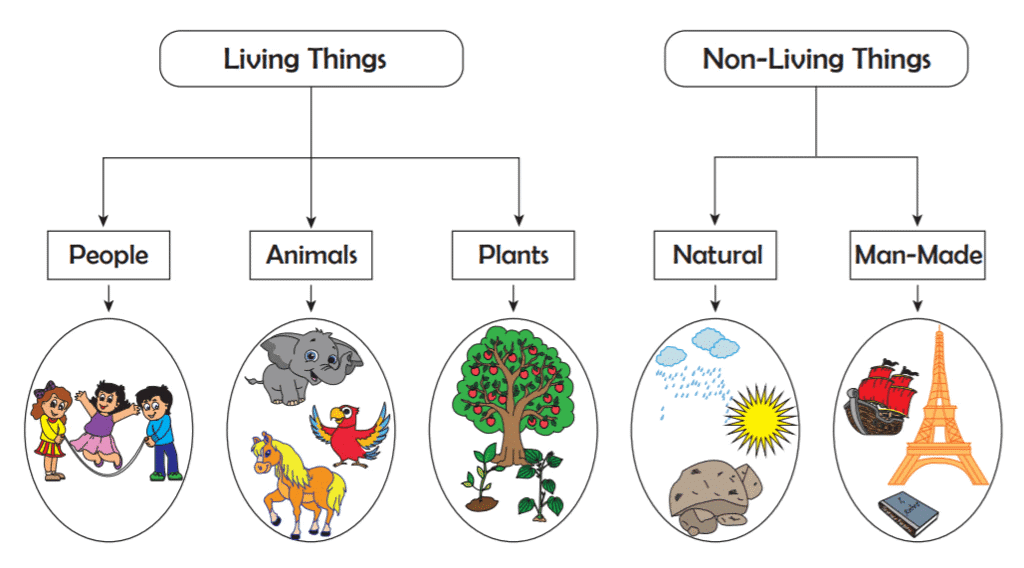 Living and Non-Living Things Class 3 Notes Science