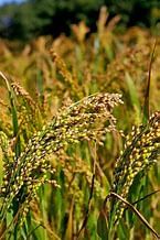 Ramesh Singh Summary: Agriculture & Food Management- 1 | Indian Economy for UPSC CSE